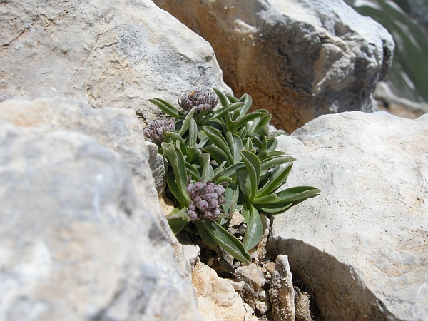 Valeriana saliunca / Valeriana saliunca